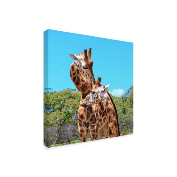 Incredi 'Two Giraffes Wildlife' Canvas Art,35x35